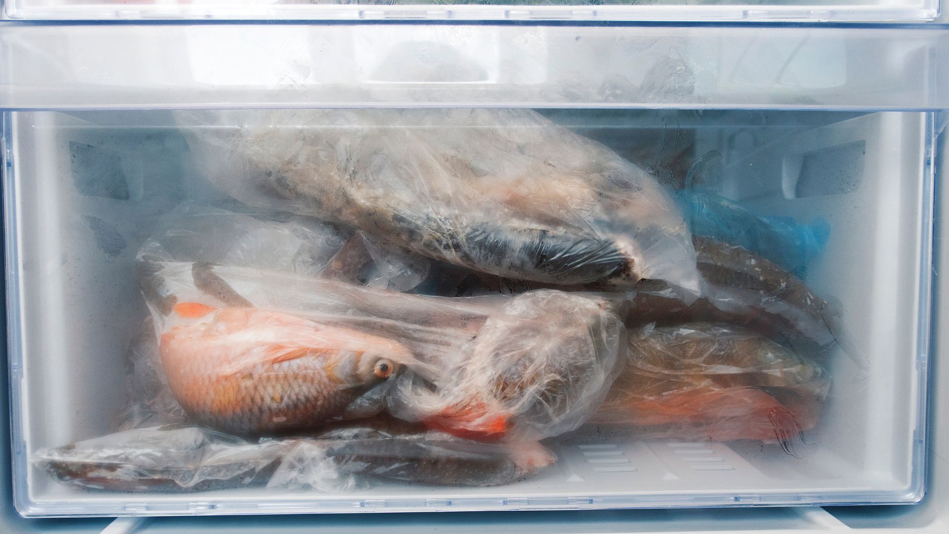 umur penyimpanan seafood