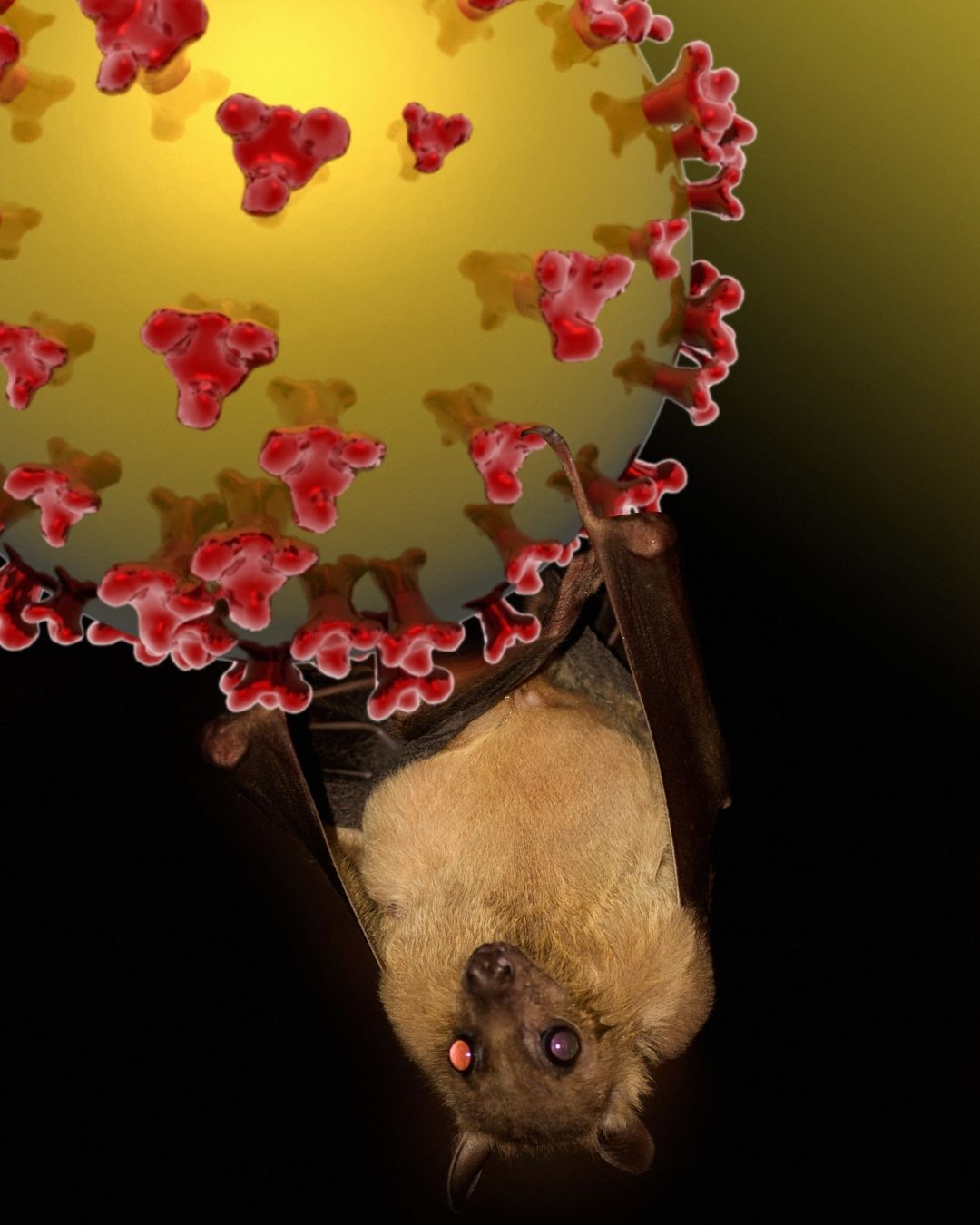 Penjelasan Singkat Soal Virus Nipah yang Bikin Khawatir Tiap Mau Makan Buah