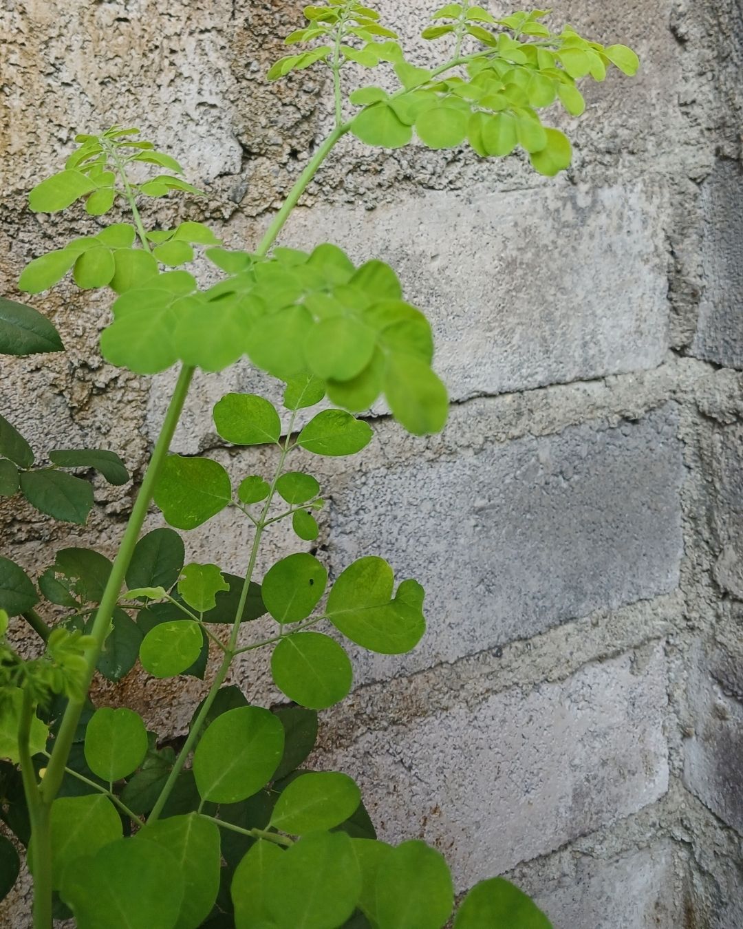 superfood makanan tradisional Indonesia-Kelor