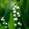 Lily of The Valley